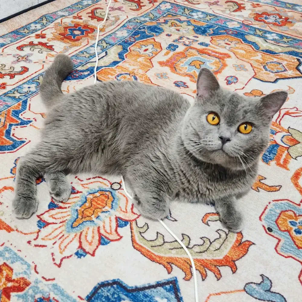 BSH British Short Hair blue jasa pacak kucing