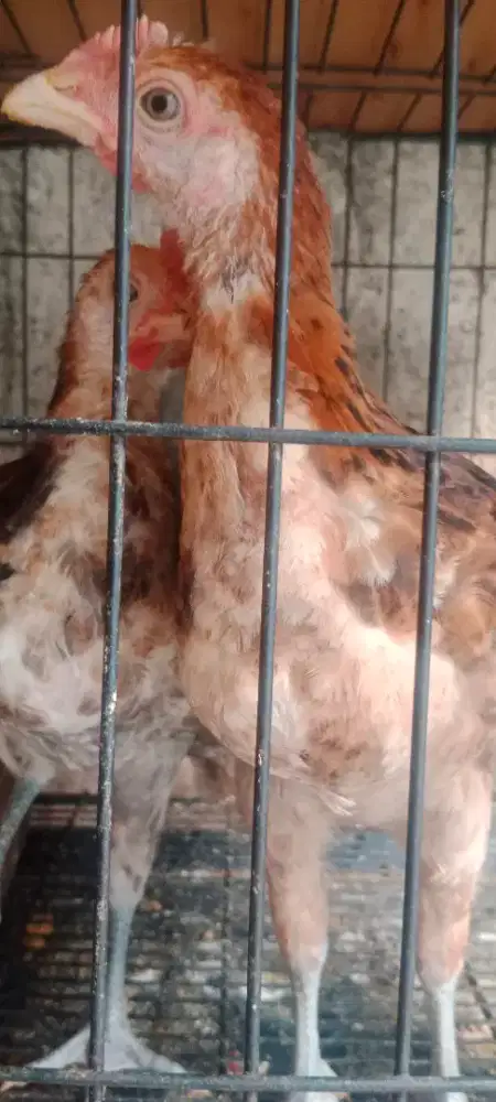 Sepasang Anakan Pelung