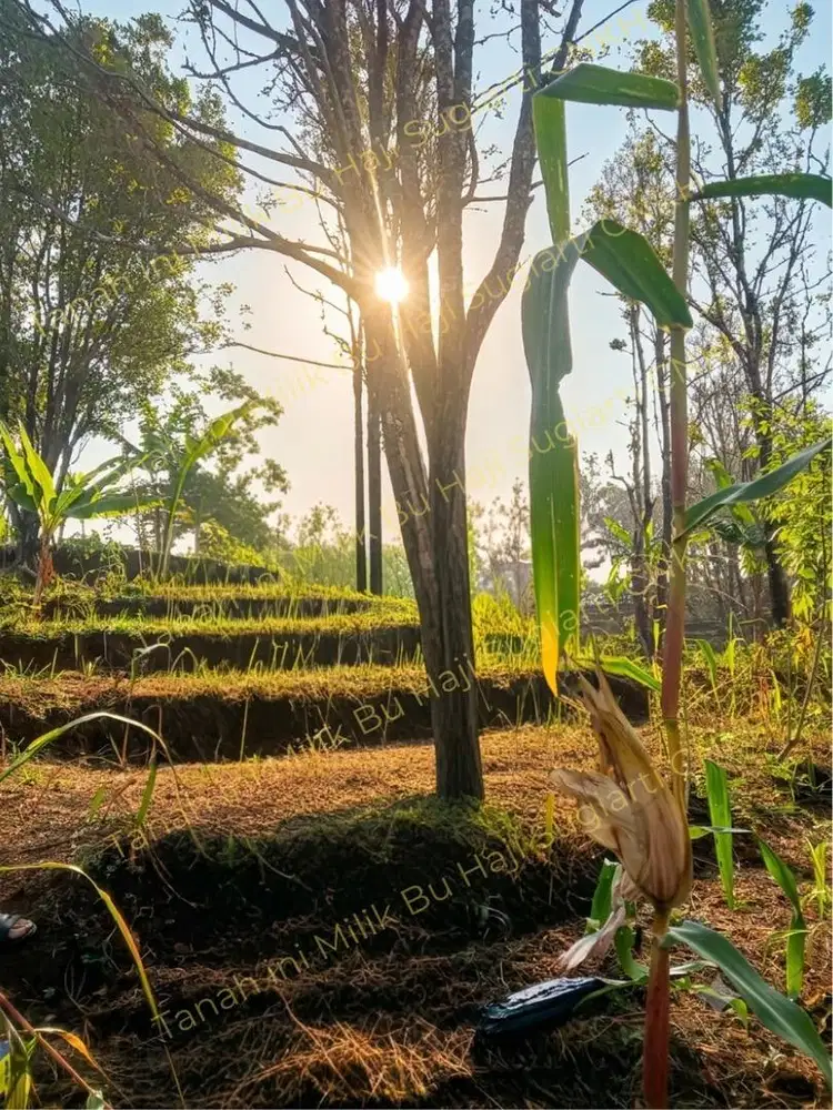 Tanah Cengkeh di Dusun Gajah Guling
