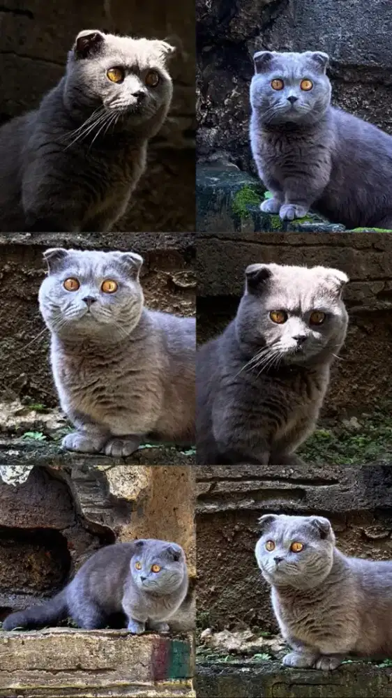 MUNCHKIN BSH BLUE KUCING BRITISH SHORTHAIR