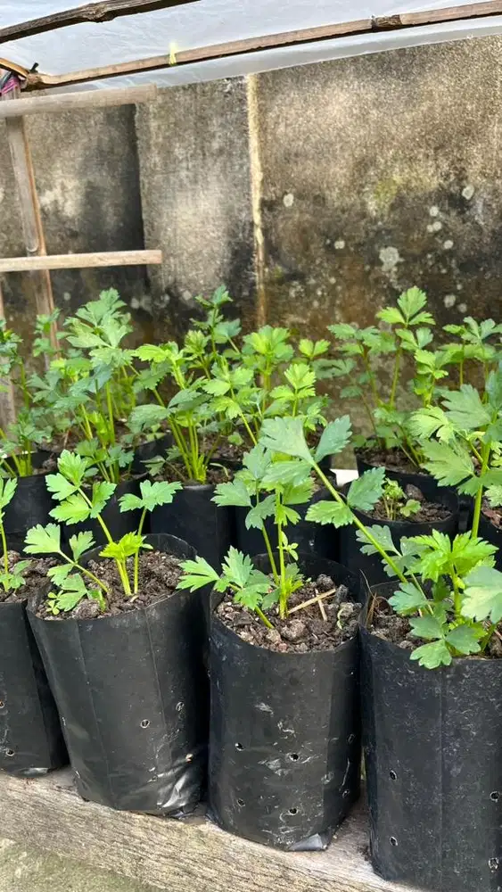 Di jual tanaman seledre
