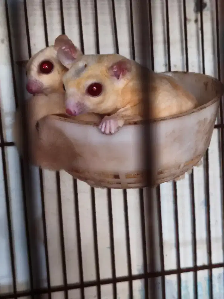 Sugar glider Ruby leu x creamino mata merah