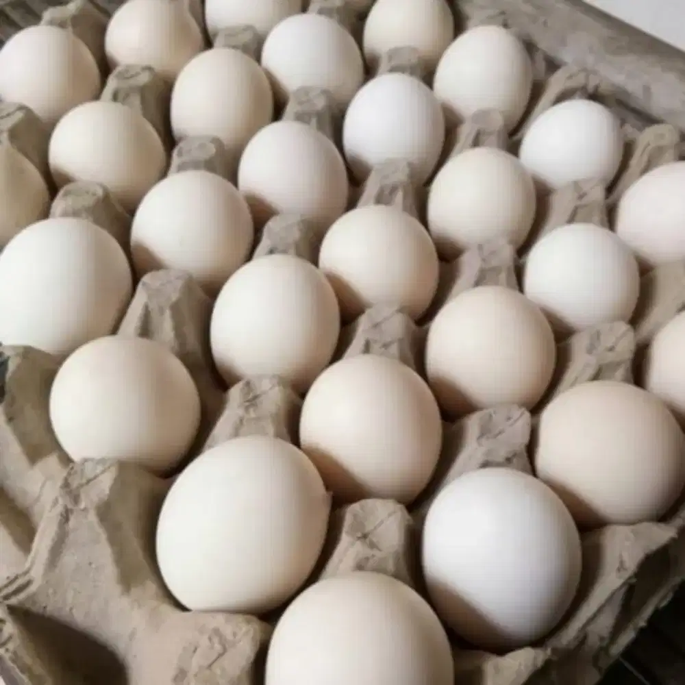 Telur ayam kampung