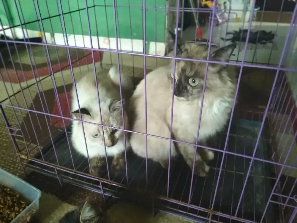 kucing sepasang himalaya