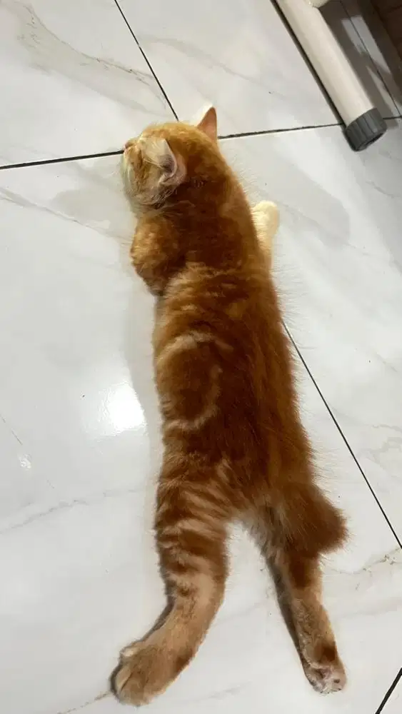 Kucing mixdom persia