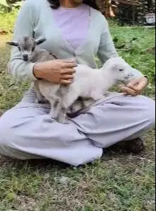sepasang kambing mini pygmi 3-4 bln TB 30cm exotik original asli unik