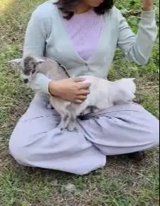 sepasang kambing mini pygmi 3-4 bln TB 30cm exotik original asli unik