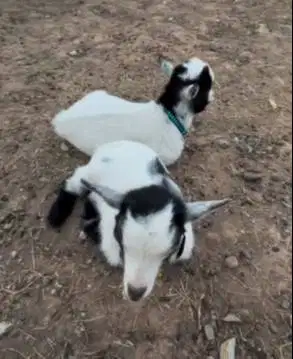 sepasang kambing mini pygmi 3-4 bln TB 30cm exotik original asli unik