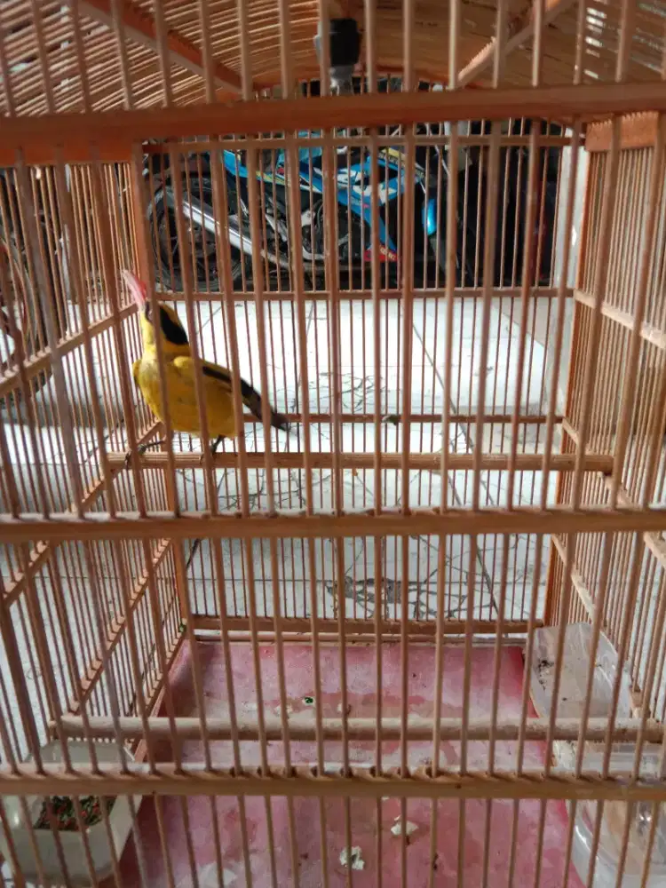 Kepodang Jawa voer total