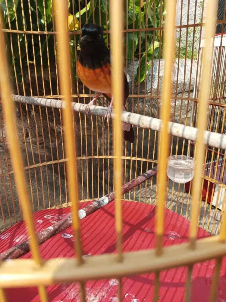 Burung murai batu