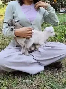 sepasang kambing mini pygmi asli kerdil TB 30cm exotik unik 3-4 bulan