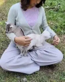 sepasang kambing mini pygmi asli kerdil TB 30cm exotik unik 3-4 bulan