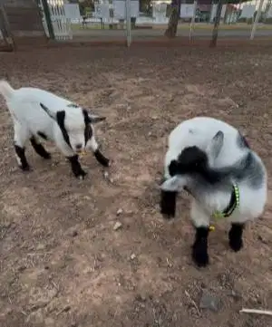 sepasang kambing mini pygmi asli kerdil TB 30cm exotik unik 3-4 bulan