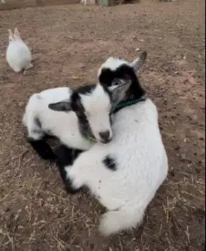 sepasang kambing mini pygmi 3-4 bln TB 30cm asli kerdil exotik unik ok