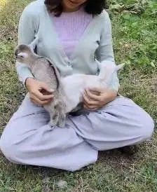 sepasang kambing mini pygmi 3-4 bln TB 30cm asli kerdil exotik unik ok