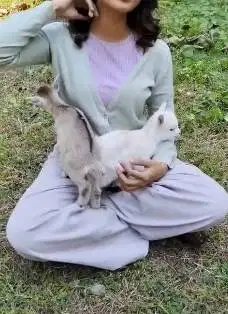 sepasang kambing mini pygmi 3-4 bln TB 30cm exotik unik lucu gemesin