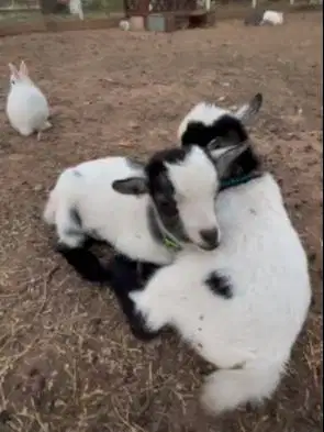 sepasang kambing mini pygmi 3-4 bln TB 30cm exotik unik lucu gemesin