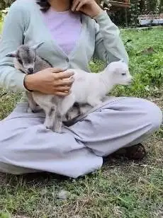 sepasang kambing mini pygmi 3-4 bln TB 30cm exotik unik lucu gemesin