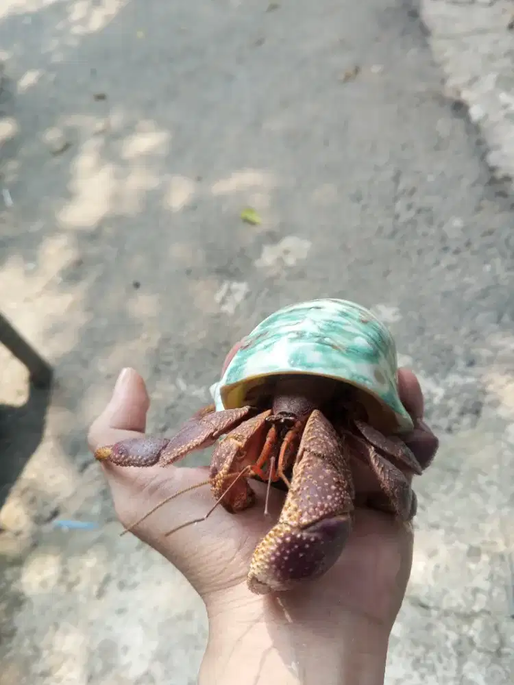 Kelomang brevimanus jumbo