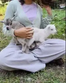sepasang kambing mini pygmi 3-4 bln TB 30cm exotik unik gemesin lucu