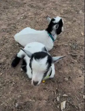 sepasang kambing mini pygmi 3-4 bln TB 30cm exotik unik gemesin lucu