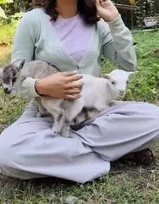 sepasang kambing mini pygmi 3-4 bln TB 30cm exotik unik lucu rawatan