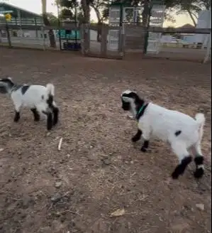 sepasang kambing mini pygmi 3-4 bln TB 30cm exotik unik lucu rawatan