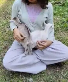 sepasang kambing mini pygmi 3-4 bln TB 30cm exotik unik lucu rawatan