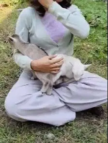 sepasang kambing mini pygmi 3-4 bln TB 30cm exotik unik asli original