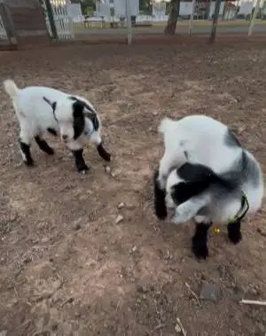 sepasang kambing mini pygmi 3-4 bln TB 30cm exotik unik asli original