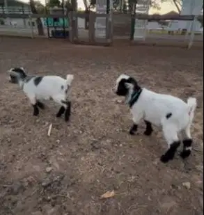 sepasang kambing mini pygmi TB 30cm 3-4 bln exotik unik asli kerdil ok