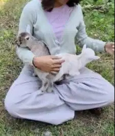 sepasang kambing mini pygmi TB 30cm 3-4 bln exotik unik asli kerdil ok
