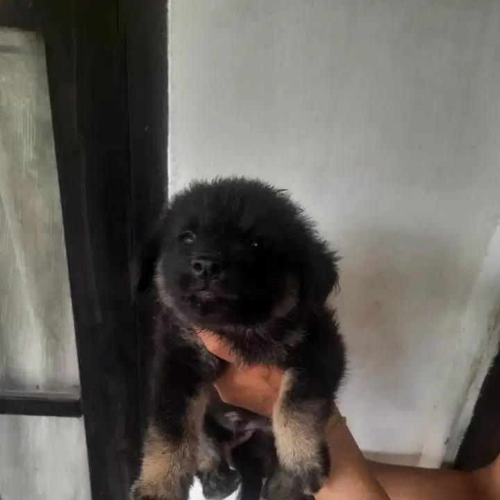 Ada yang baru anak herder mix husky
