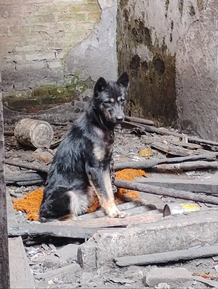 Herder mix Husky jantan gede