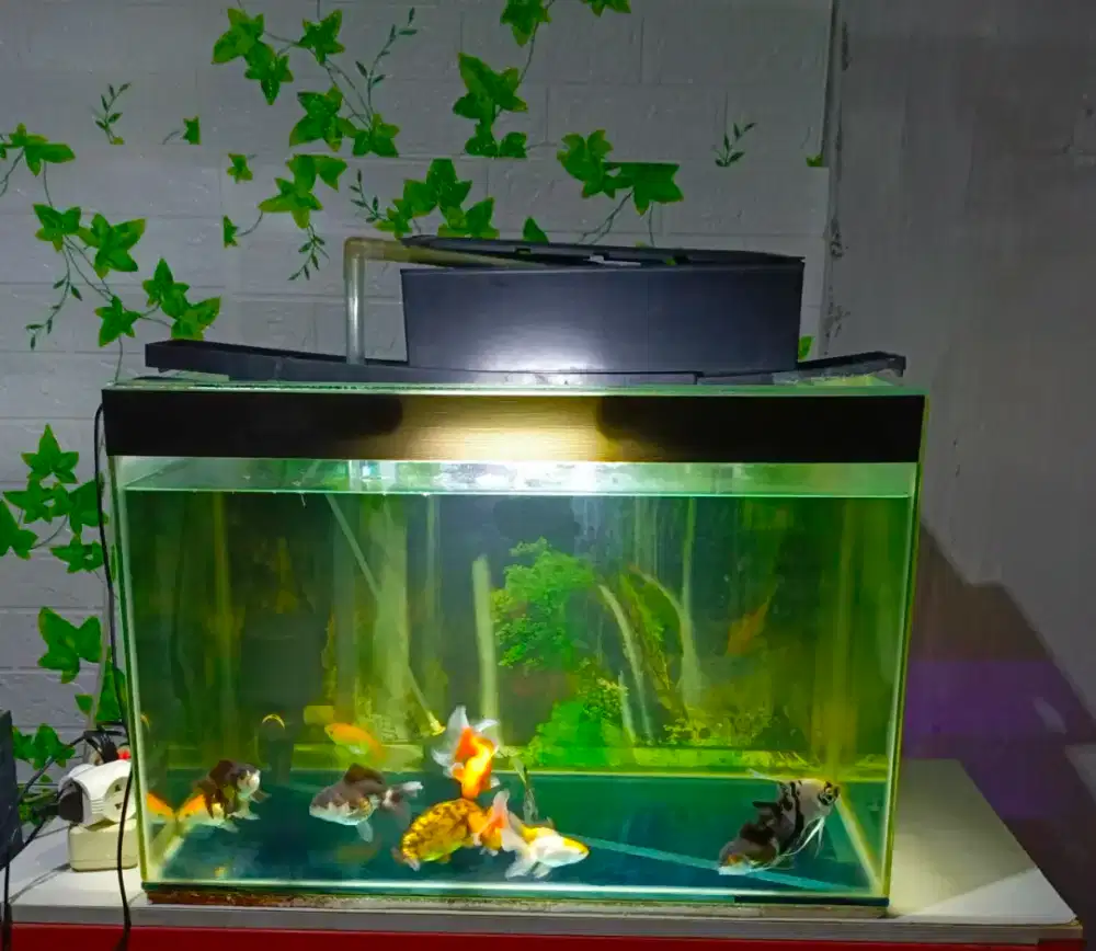 AKUARIUM 60*40*40 KACA 5 MILI