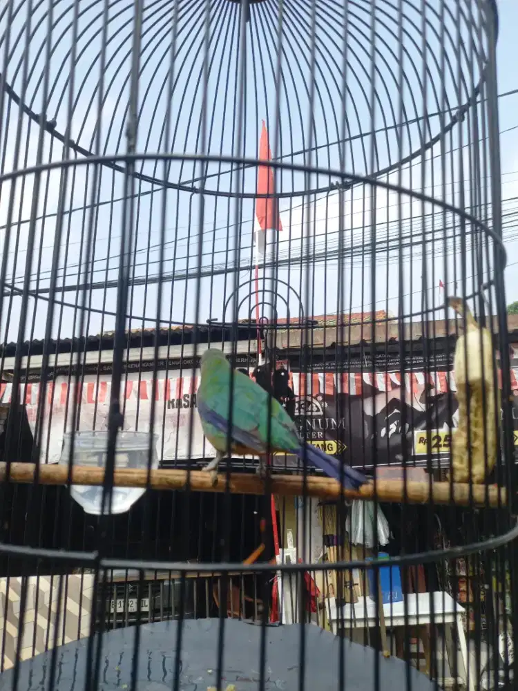 Cucak Cungkok Burung Masteran Murai