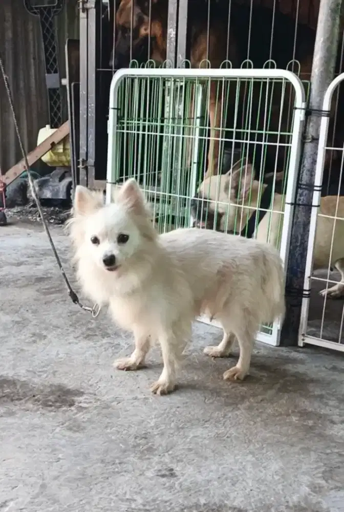 Anjing Pom betina