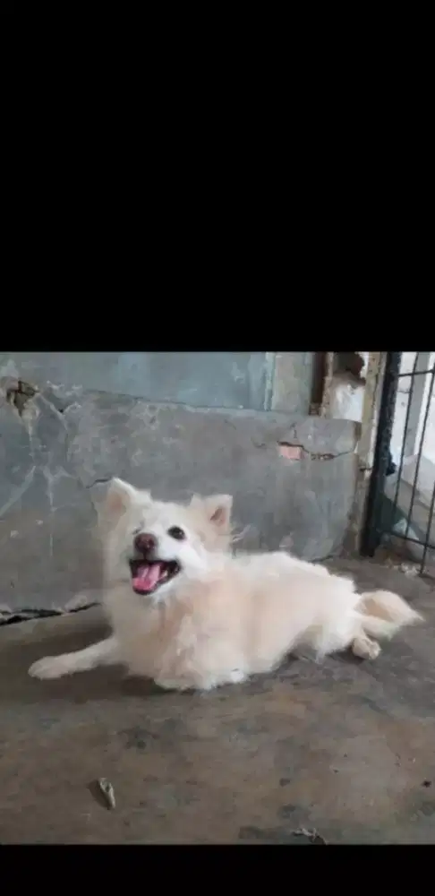 Pomeranian betina indukan