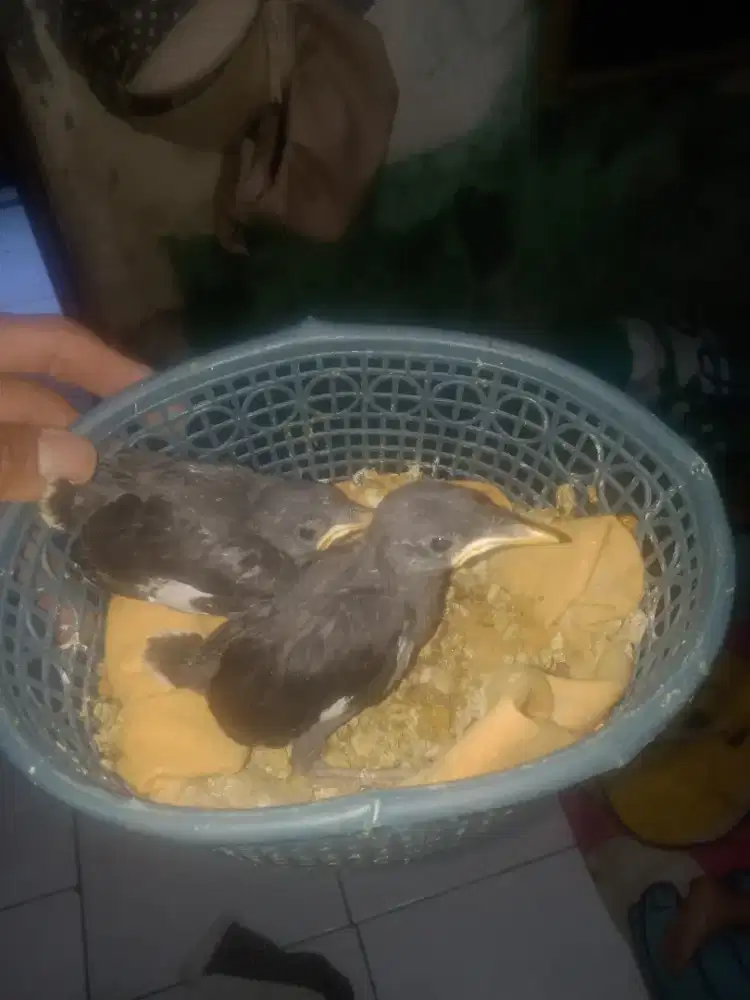 Burung  lolohan jalak kebo sepasang
