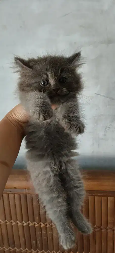 Kitten Persia abu jantan