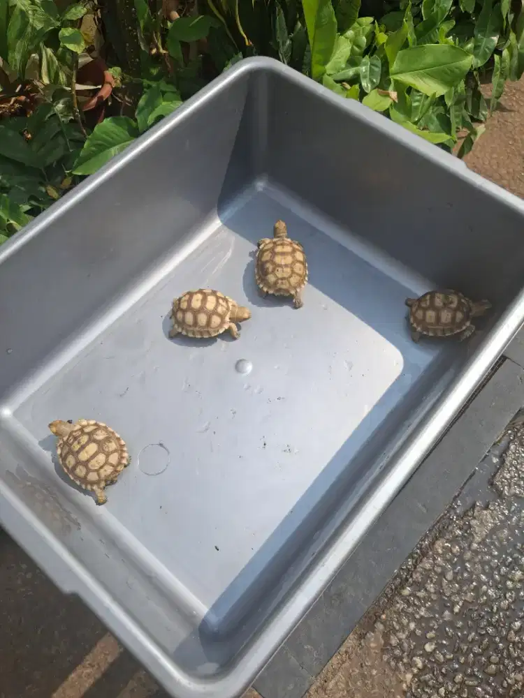 Sulcata Kura Kura Darat