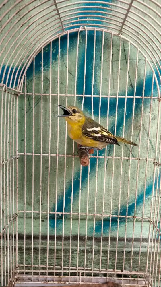 Burung Cipoh Sumatera Ekor Hitam Jantan Mulus Rajin Bunyi Prospekan