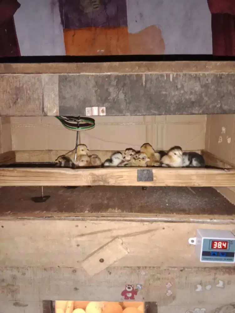 Doc ayam kampung unggul