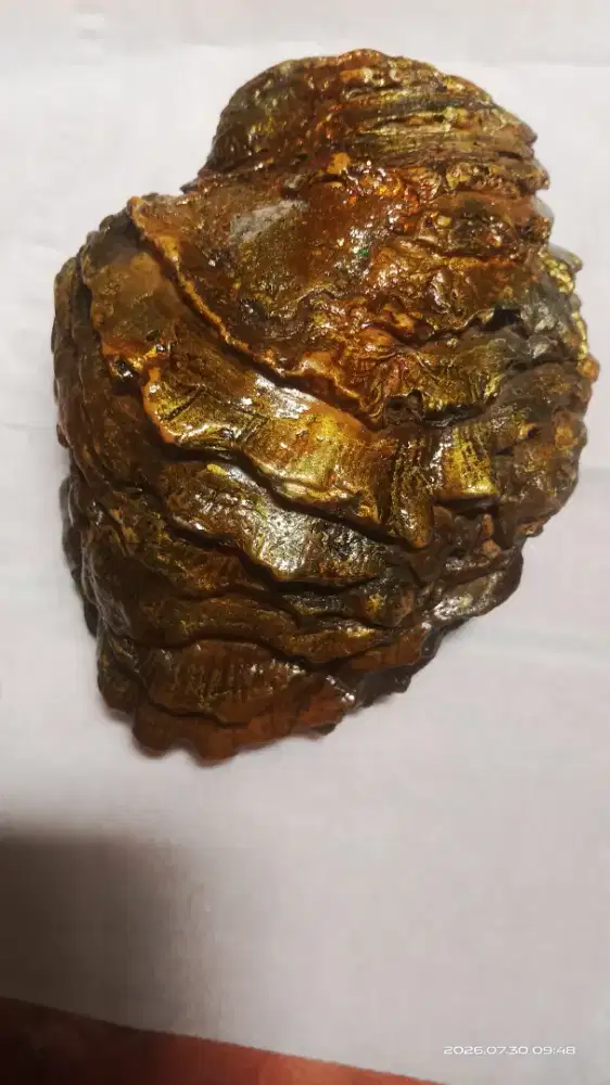 Kerang cangkang membatu, memfosil