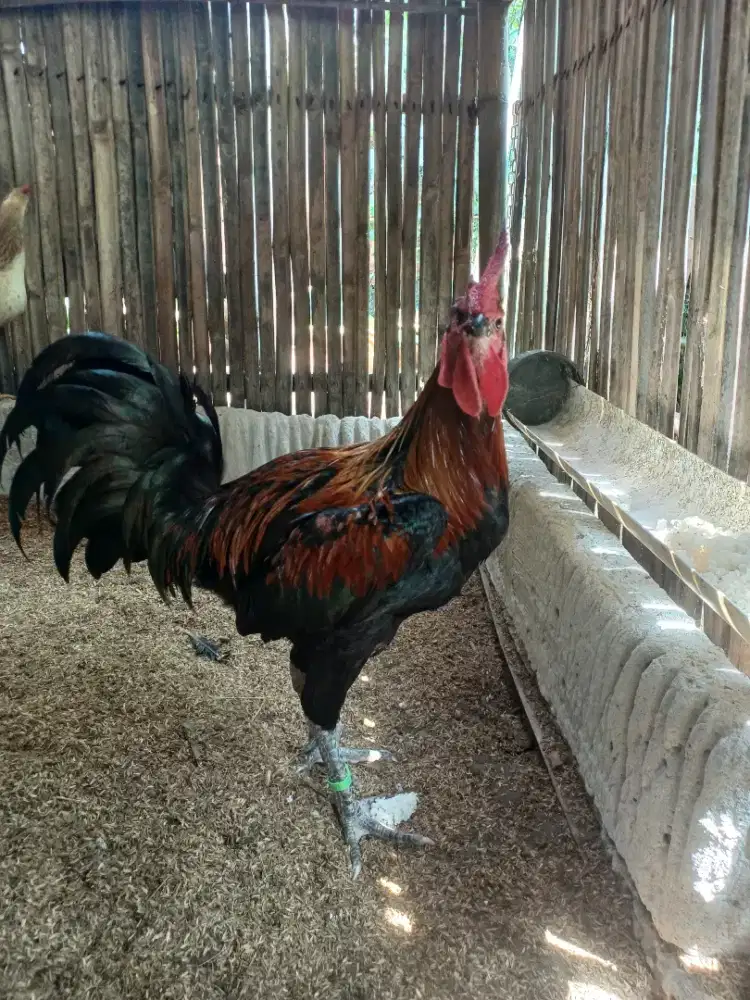 Ayam pelung jumbo