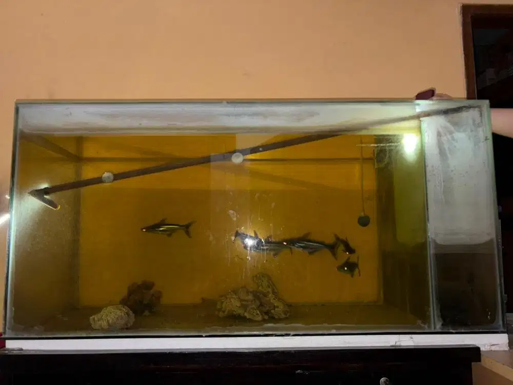AQUARIUM TANK FULL KACA (130x50x50 cm)
