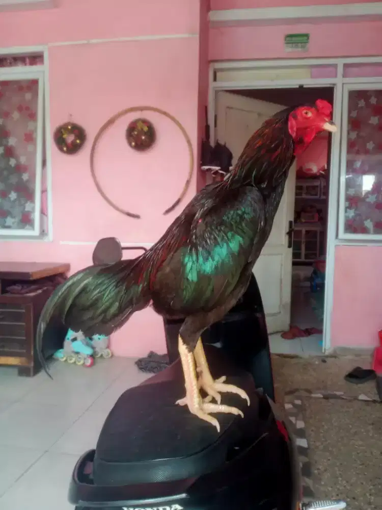 Ayam Bangkok Super