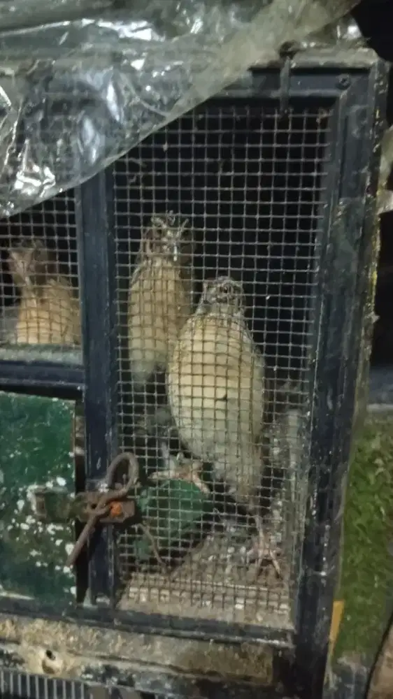 Dijual burung puyuh