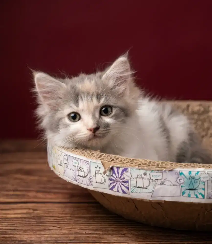Kitten persia 2 bulan
