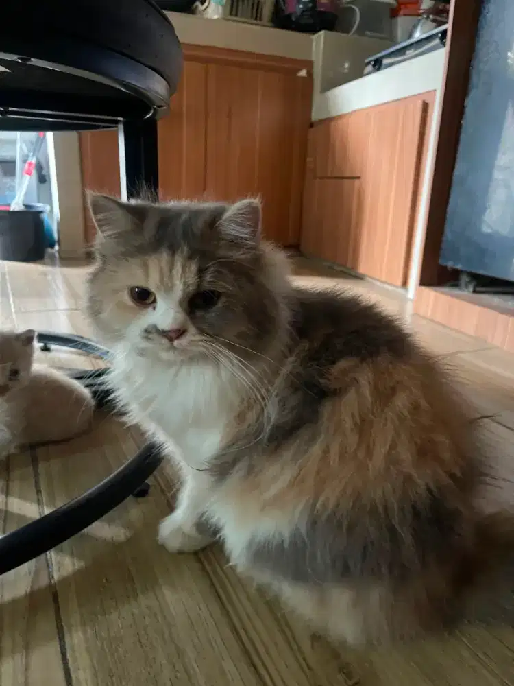Lepas Adopt Kucing Persia usia 1 tahunan calico